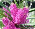 Ascocentrum ampullaceum Pink